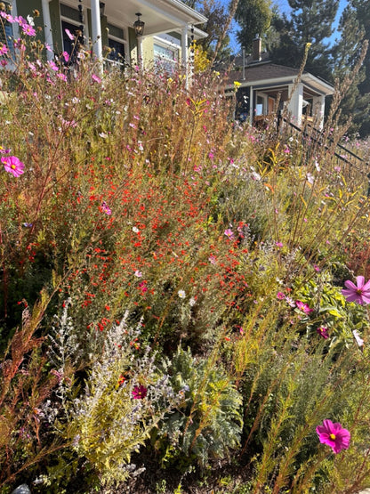 Huckleberry meadows