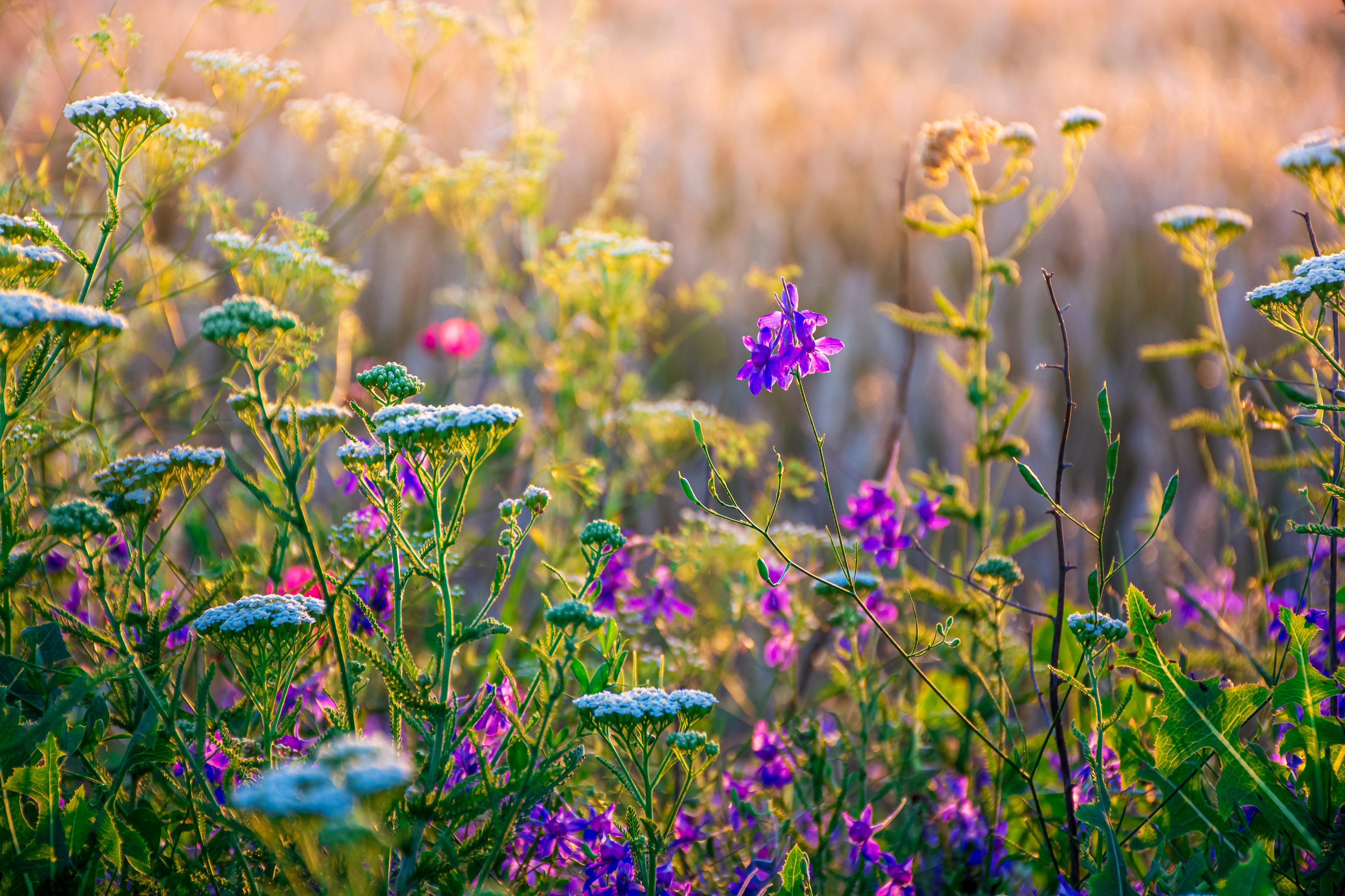 Meadows and wildflowers yarrow 