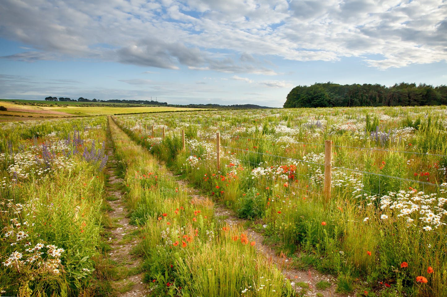 Buy a Meadow: Meadowscaping